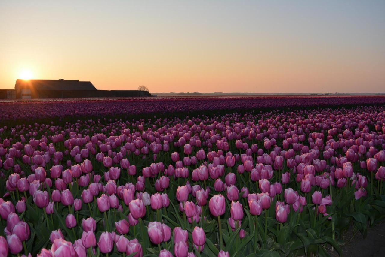 Camping De Tulpenweide Lege Kampeerplaats, Lege Plaats Op Het Gras Zonder Bed Breezand Luaran gambar